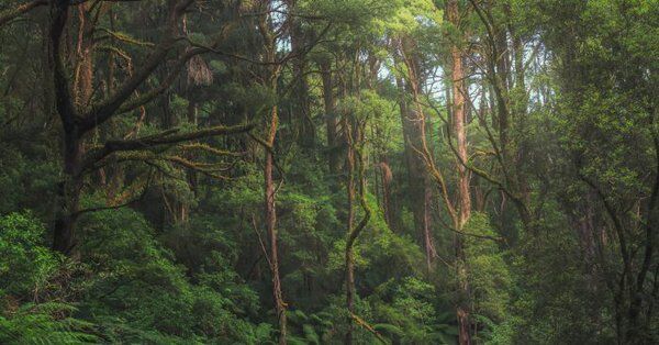 Image for twitter card